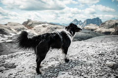 Non-stop dogwear Protector Booties - Dog Booties