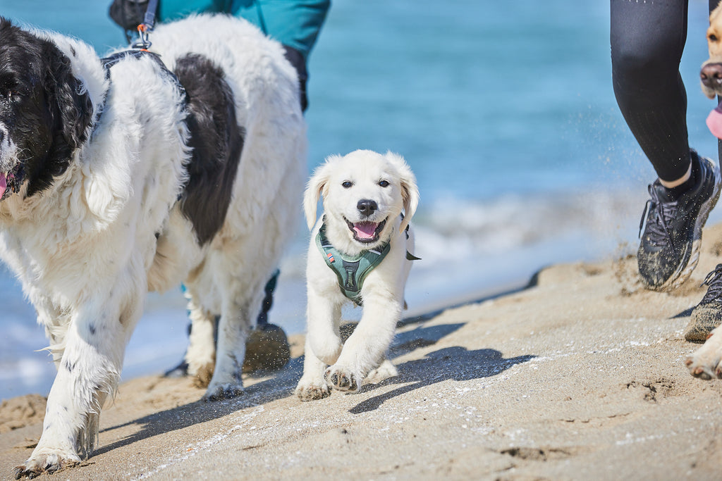 Non-Stop dogwear Ramble Harness on a puppy- Dog Harness