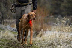 Ruffwear Beacon™ Safety Light For Dogs