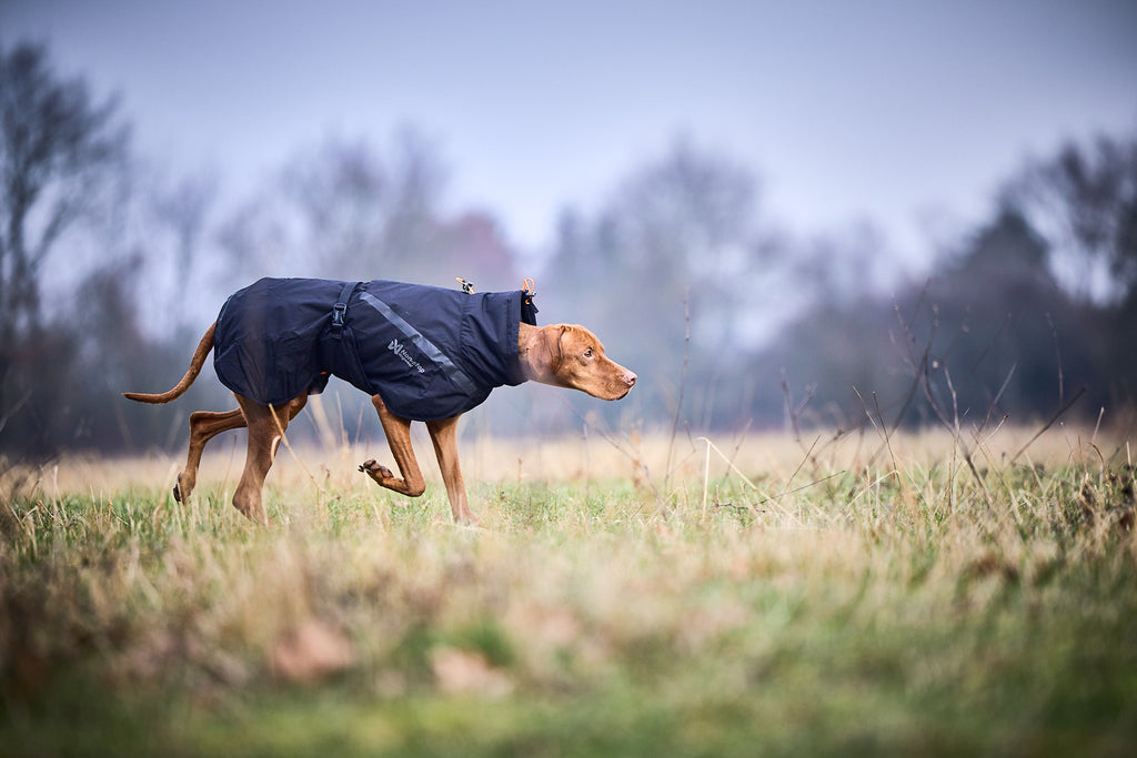 Non-stop dogwear Trekking Insulated Dog Jacket