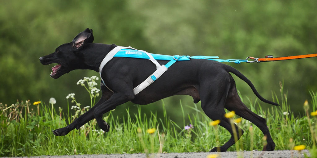 Non-stop dogwear fremotion harness 5.0 blue and bungee lead