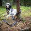 Non-stop dogwear Touring bungee adjustable