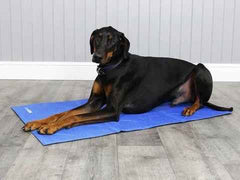 Large Doberman comfortably lying on George Barclay ClimaCOOL Self Cooling Dog Mat, suitable for large dog breeds needing heat relief.
